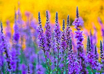 《寂静岭f》官方晒媒体赞誉图：满屏都是高分